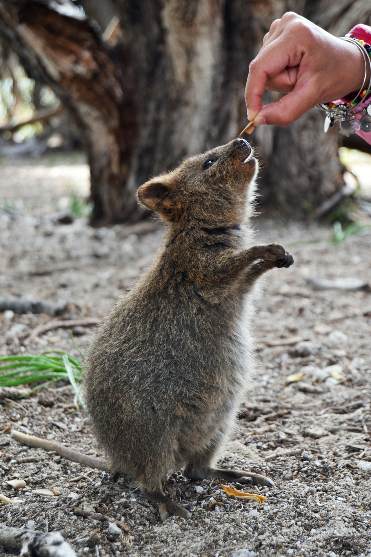 Smiling quokka on Rottnest Island